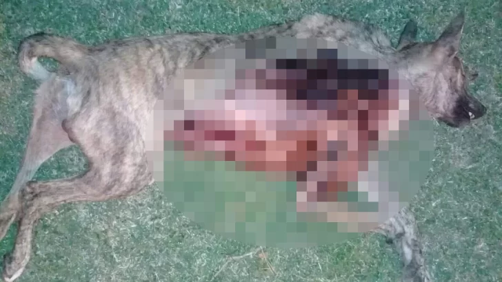 Monje: Hallaron a un perro mutilado en la plaza