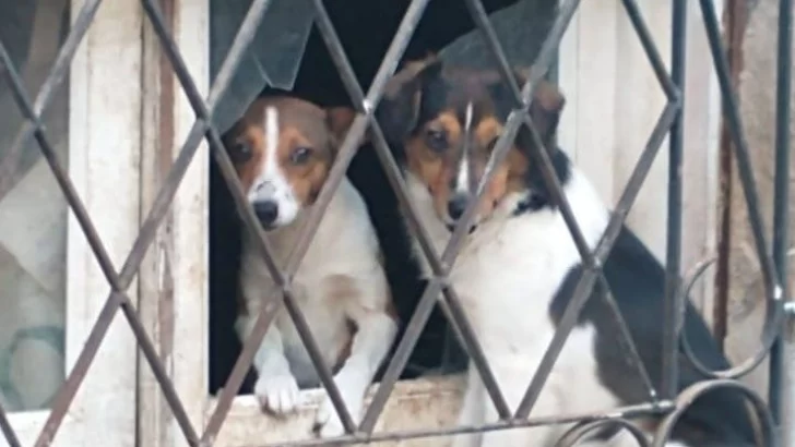 Piden tránsito para dos perritas a punto de parir de un vecino que falleció