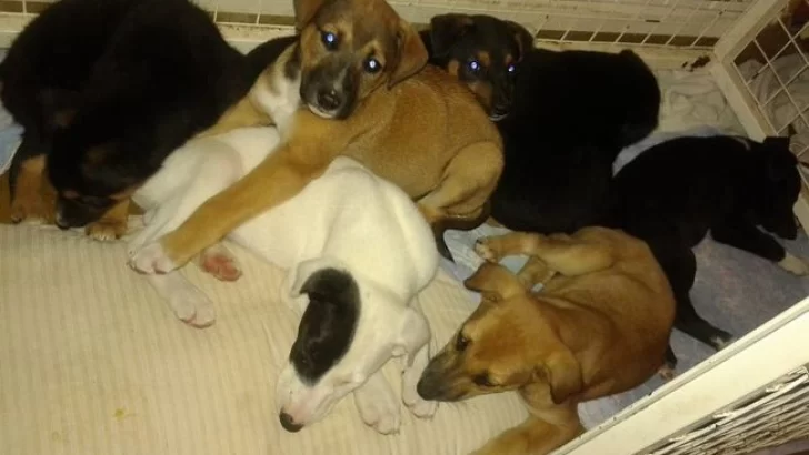 Siete cachorros en adopción tras ser abandonados en una alcantarilla