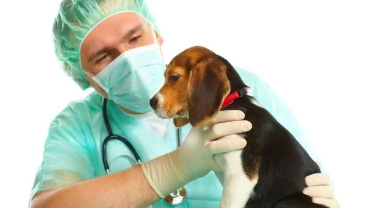 Por primera vez, llega el camión quirúrgico veterinario a Maciel