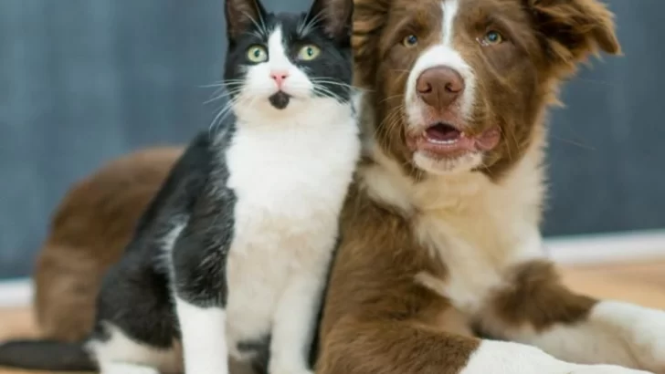 Nueva jornada de esterilización de mascotas en Oliveros