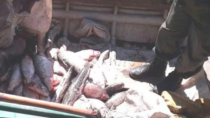 Los pumas decomisaron 170 pescados y sancionaron a cuatro personas