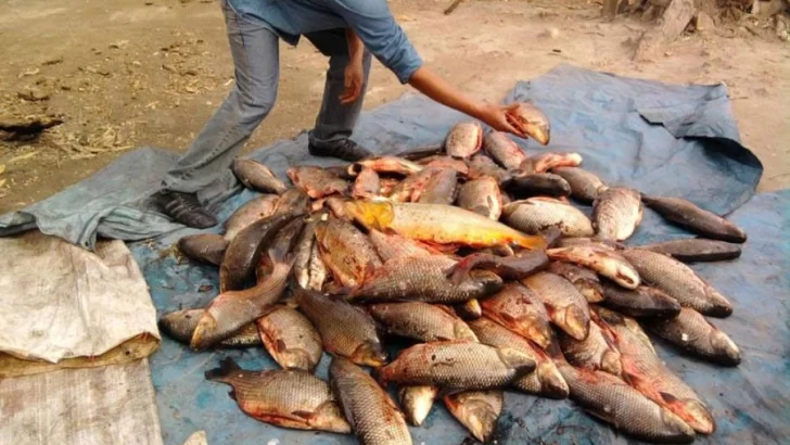 La pesca comercial y deportiva quedó prohibida en el Paraná hasta el 31 de marzo