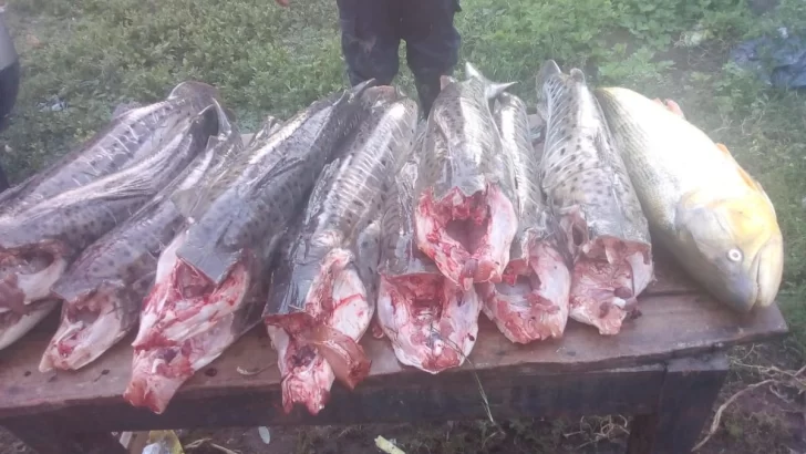 Monje solicitó la presencia de Pumas por la “depredación” de peces