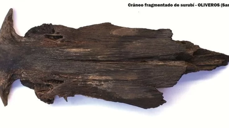 Histórico: Hallaron en Oliveros un fósil del primer surubí