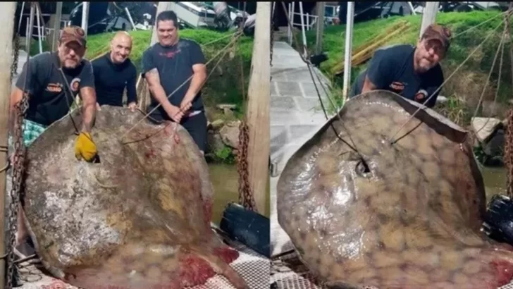 Pescaron una raya de 250 kilos en el Paraná frente al cordón industrial