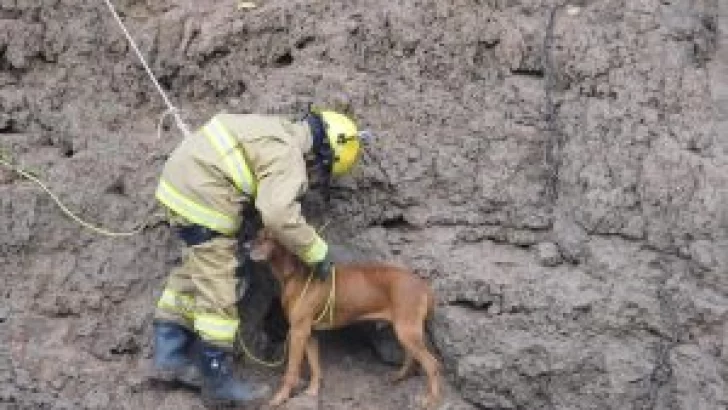 Los Bomberos de Oliveros rescataron un perro de la barranca del Carcarañá: Ya volvió a casa