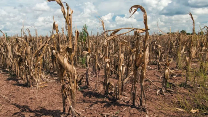 El agro enfrenta la peor sequía de los últimos 20 años