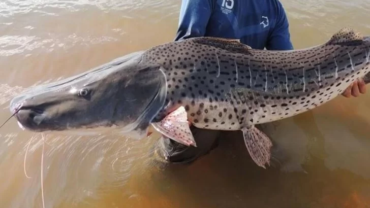 Atención pescadores: Hasta fin de año queda prohibida la pesca de surubí