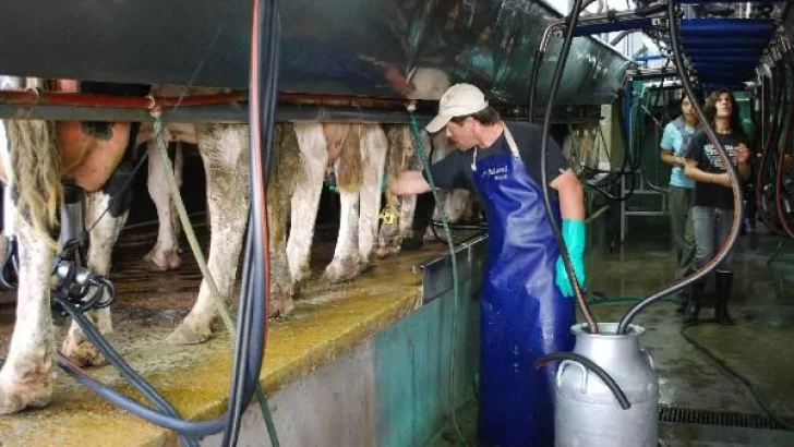 En el día del Tambero, lloran las vacas por la crisis láctea