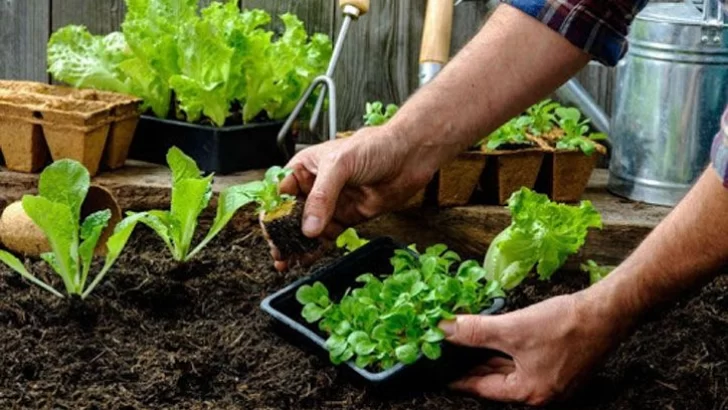 Entregan semillas en Barrancas para la huerta orgánica familiar