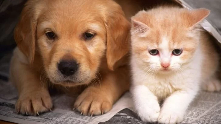 Vacunarán gratis a perros y gatos contra la rabia