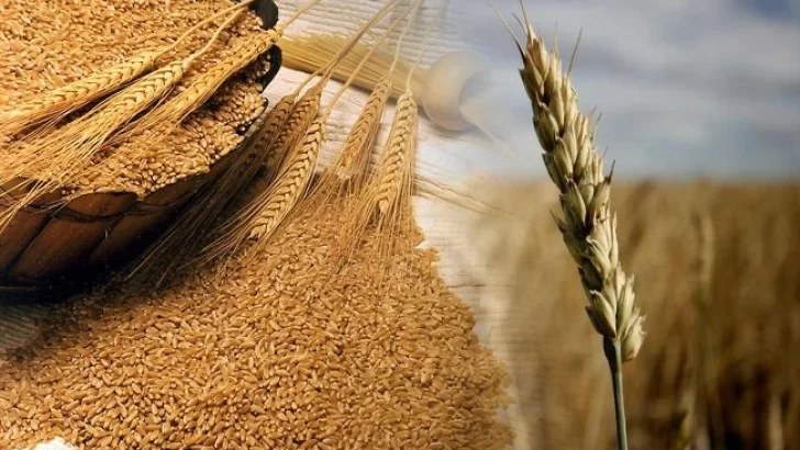 Soberanía alimentaria: El INTA produjo harina agroecológica