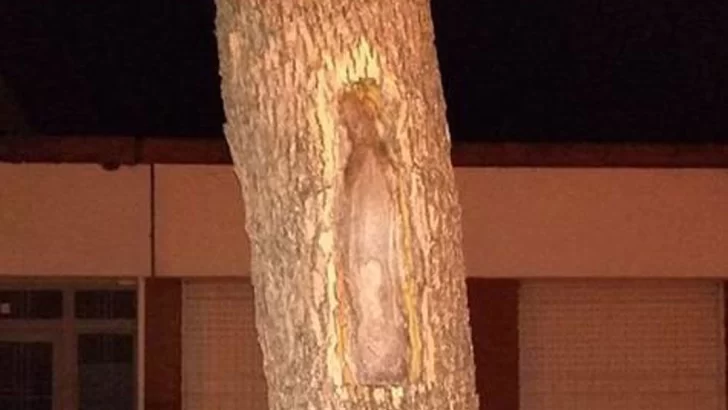 Apareció una impresionante imagen de la virgen en un árbol