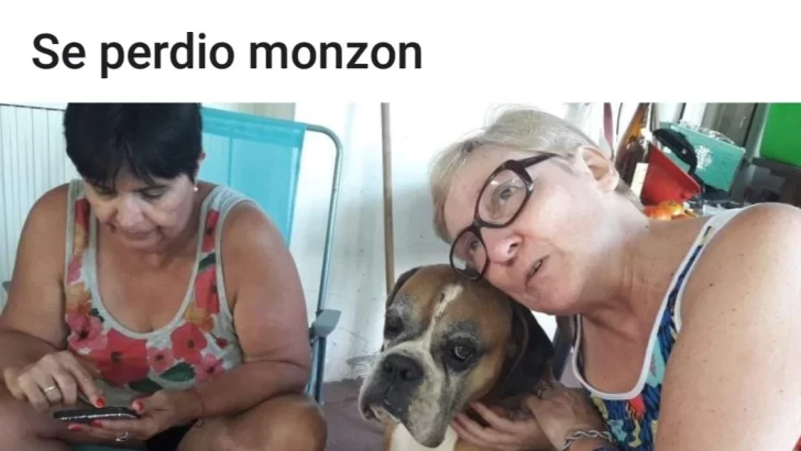 Desenlace feliz: Aparecieron los dos perros perdidos en Monje