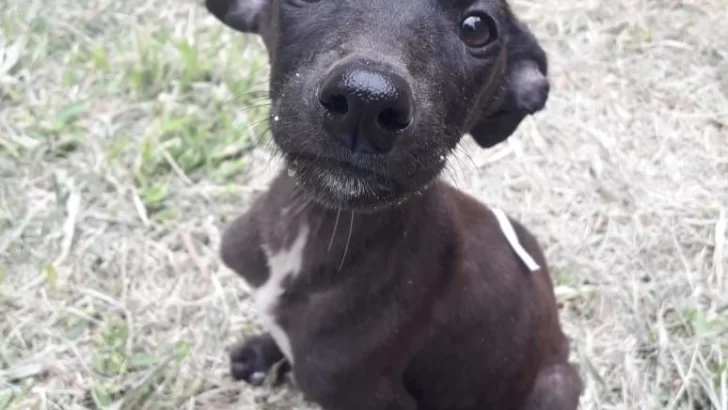 Una veintena de galgos buscan un hogar lejos del maltrato