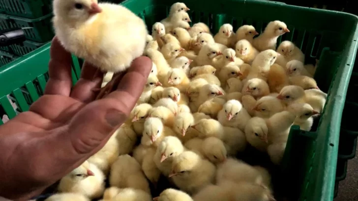 Serodino: Entregarán pollitos doble pechuga para la huerta en casa