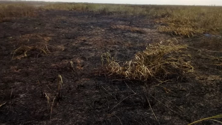 Incendio en las islas: Maceratesi negó que el origen fueran sus campos