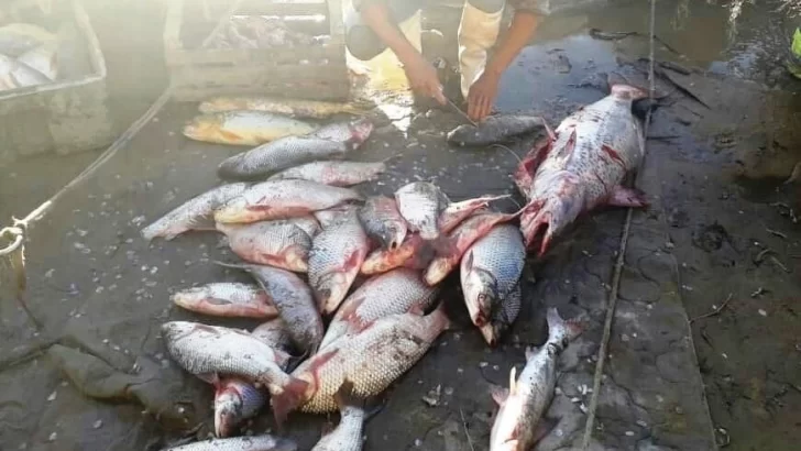Un vecino de Gaboto pescaba sin autorización y le decomisaron más de 100 pescados
