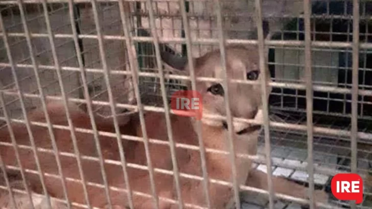 El puma rescatado en Gaboto será liberado en su hábitat natural