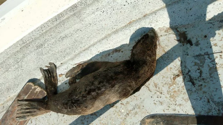 Increíble: Un lobo de mar sorprendió a un pescador en Puerto Gaboto