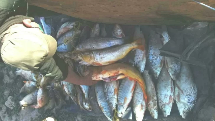 Detuvieron a tres hombres cazando sin permiso: Tenían un centenar de peces y carpinchos