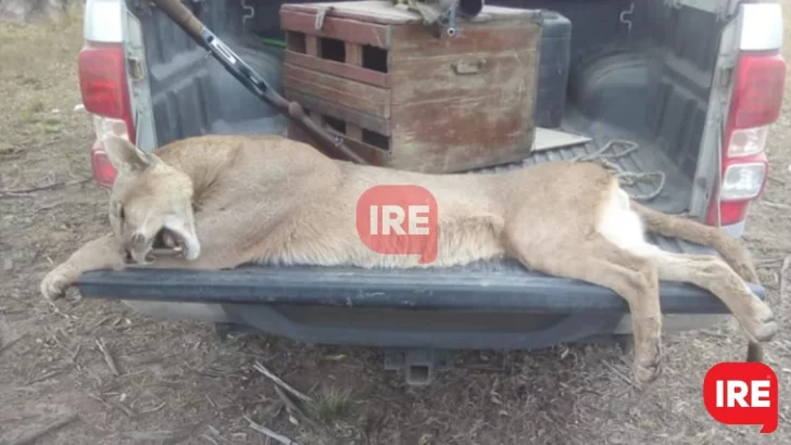 Indignación: Cazadores mataron a un puma en un camino rural de Diaz