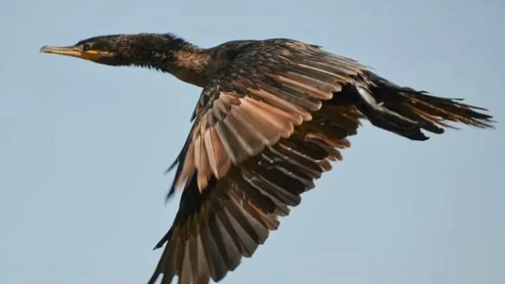 Gaboto ya tiene su observatorio de aves y su primera misión será el Parque Nacional