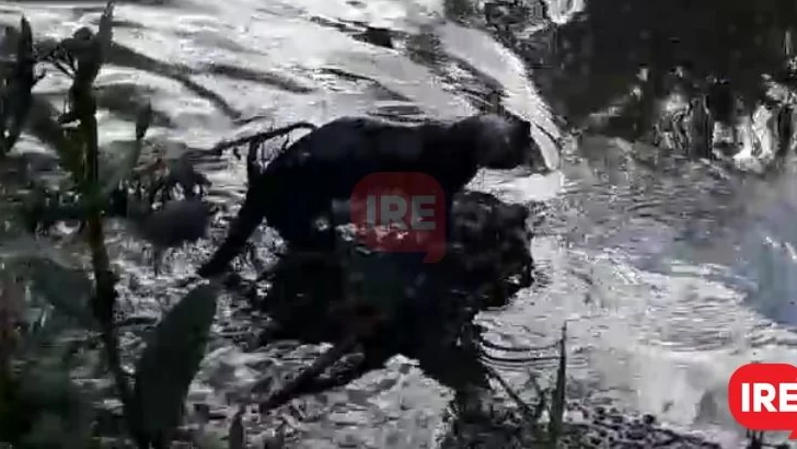 Un lobito de río sorprendió en las costas del Carcarañá y llaman a su cuidado