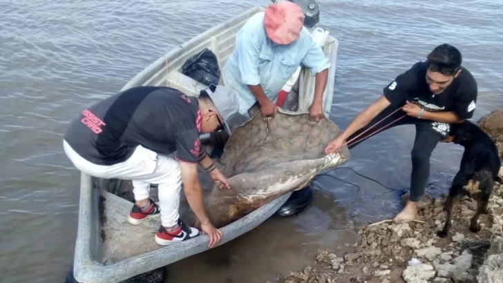 Capturaron una raya de 120 kilos en Puerto Aragón y despertó polémica
