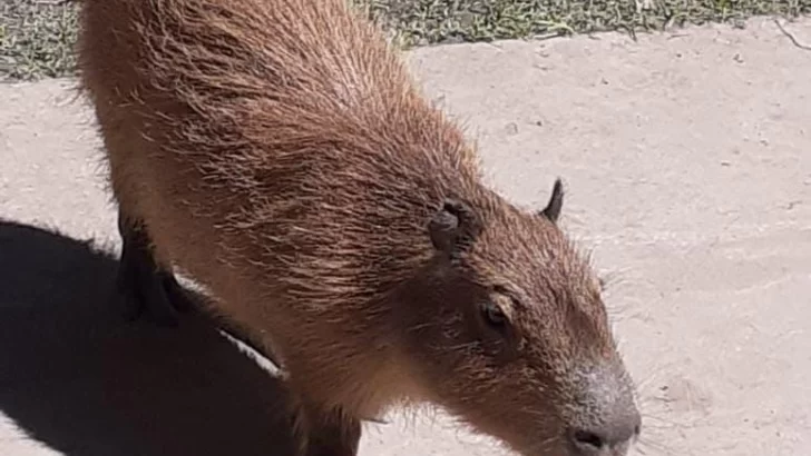 Buscan desde ayer a una carpincho que escapó de una vivienda en Oliveros