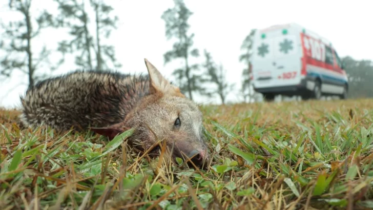 Un zorro pampeano fue atropellado camino a Gaboto: “Protejamos nuestra fauna”.