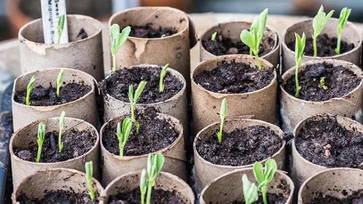 Monje más verde: Plantarán 100 semillas de árboles nativos junto a alumnos del pueblo