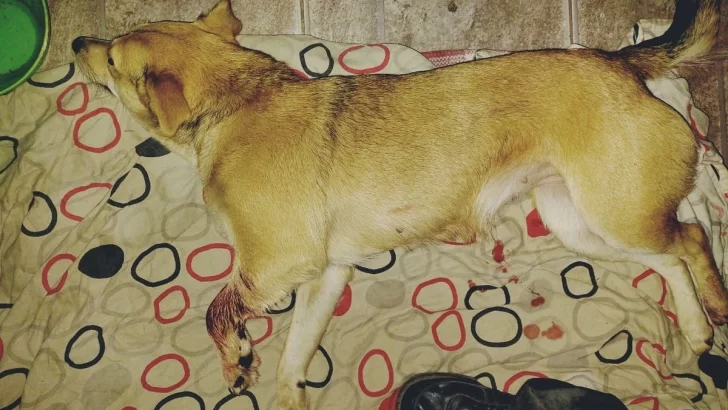 Murió una perrita tras ser mordida por una víbora entre Oliveros y Maciel