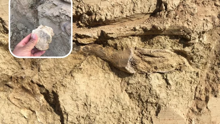 Hallaron restos fósiles mientras hacían trabajos de nivelación sobre la barranca del Paraná