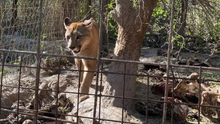 Tensión y angustia: Se llevaron animales silvestres de una granja en Desvío Arijón