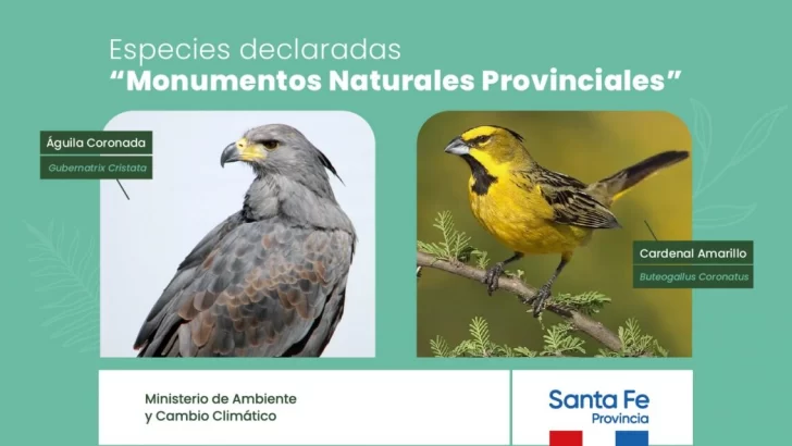 El cardenal amarillo y el águila coronada ya son monumentos naturales protegidos por ley