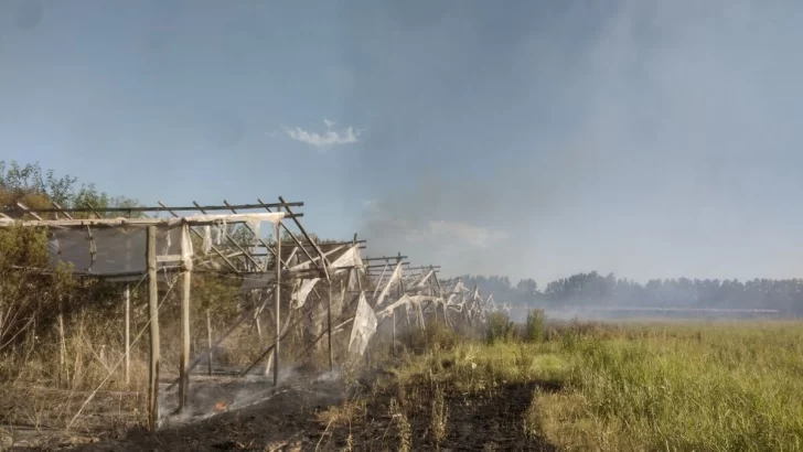 Incendio de pastizales en Quinta La Moya: Las llamas afectaron a los invernaderos