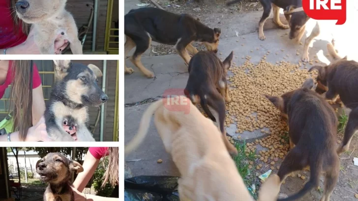 Oliveros: Necesitan con urgencia distintas familias que adopten a siete cachorritos
