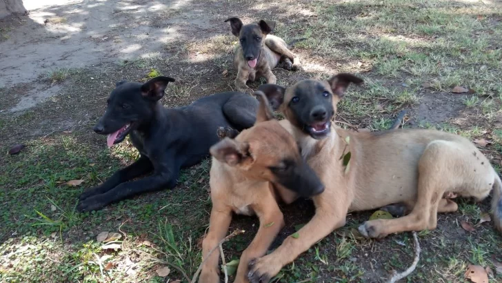 Maciel: Buscan hogar para cuatro cachorras que abandonaron en el cementerio