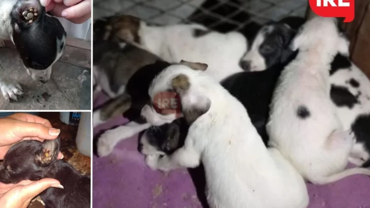 Buscan adopción para seis cachorritos que fueron abandonados dentro de una bolsa en Maciel