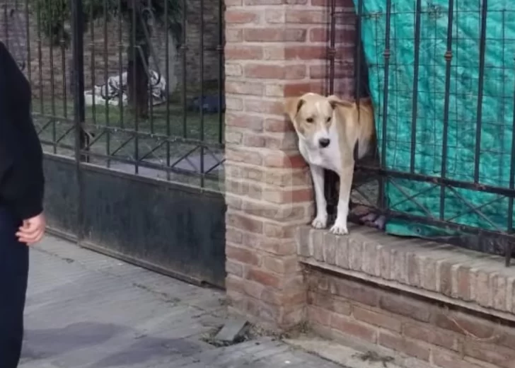 Bomberos rompieron una reja y rescataron a un perrito atrapado en San Lorenzo