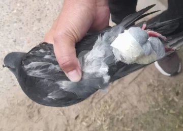 Capturaron a una paloma con la que intentaban ingresar droga a la cárcel de Coronda