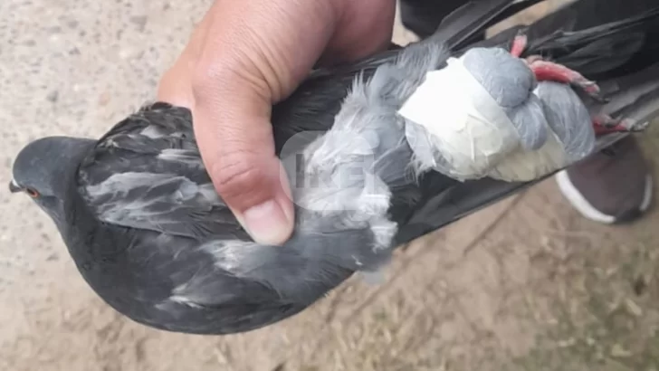 Capturaron a una paloma con la que intentaban ingresar droga a la cárcel de Coronda