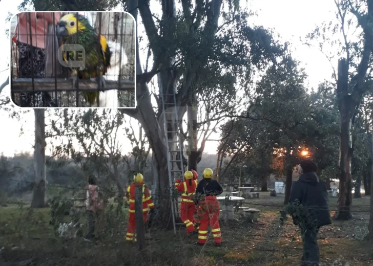 Siempre héroes: Roqui estuvo dos días en lo alto de un eucalipto y fue rescatado por bomberos