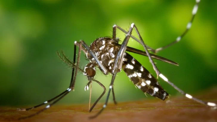 Científicos del Conicet descubrieron una mutación genética del aedes aegypti