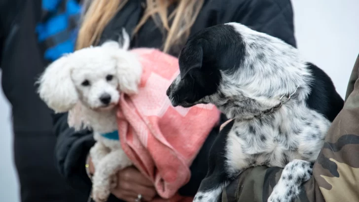 En una exitosa jornada se castraron más de 50 animales en Timbúes