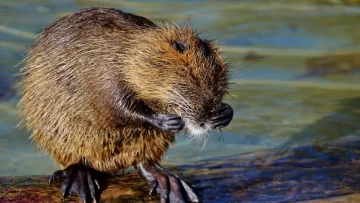 Captaron a un coipo en el Paraná y lo califican como un indicio de recuperación ambiental