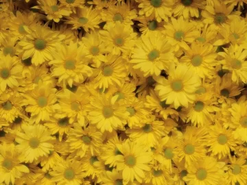 ¿Cuál es el significado de regalar flores amarillas en primavera?