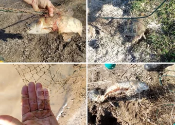 Secuestraron cinco trasmayos en el arroyo Marcos con gran cantidad de animales muertos